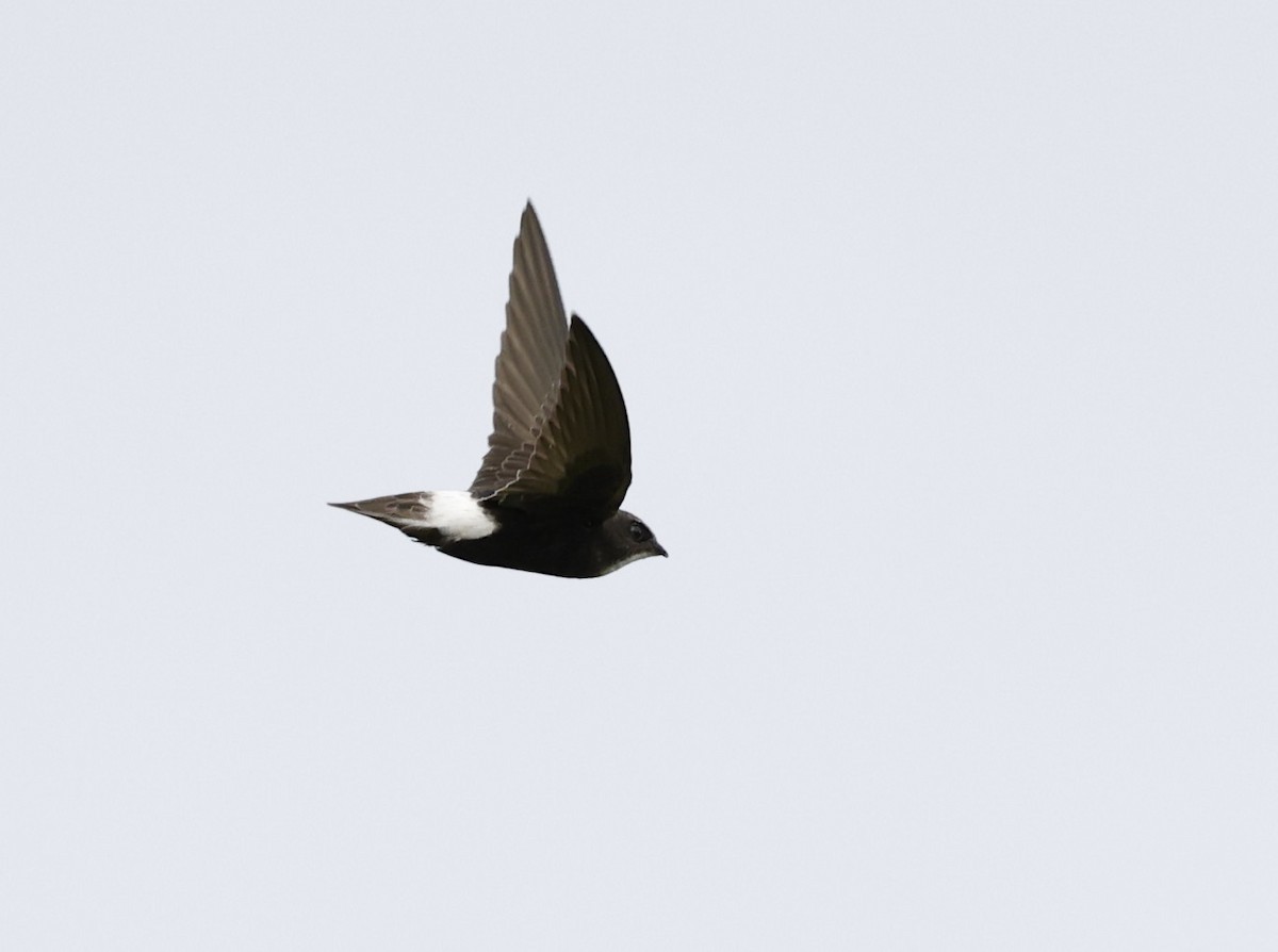 Little Swift - ML641956674