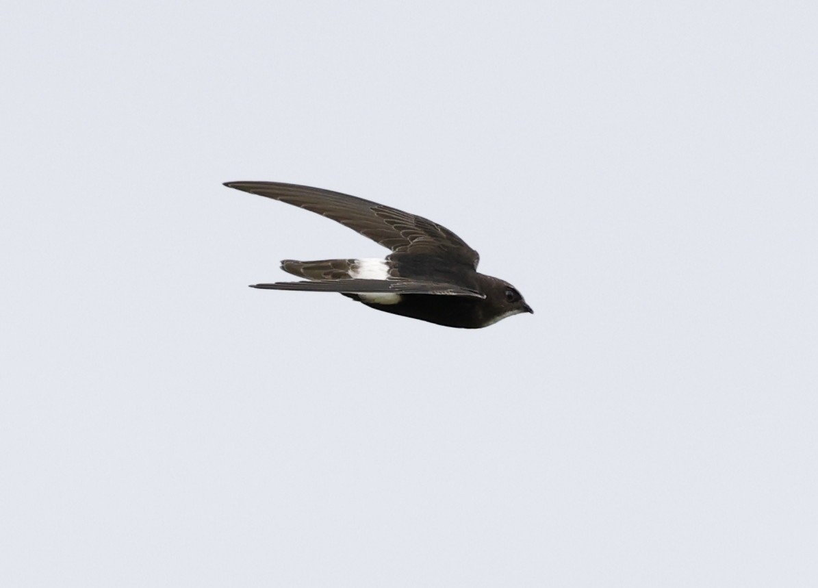 Little Swift - ML641956675
