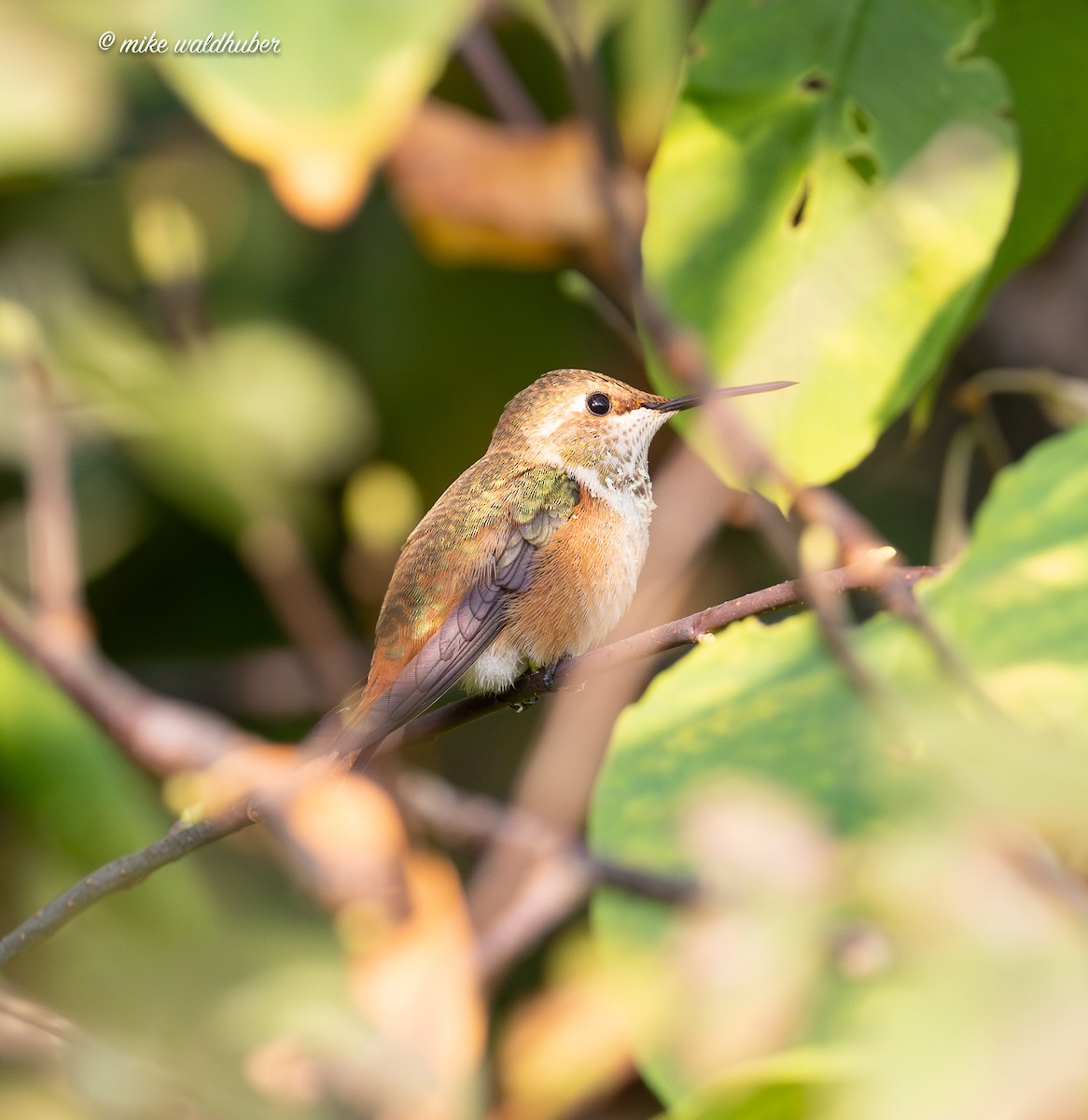 Rufous Hummingbird - ML641956676