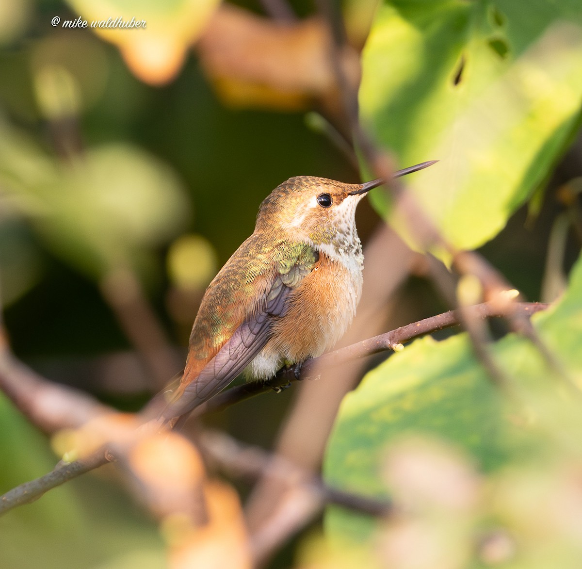 Rufous Hummingbird - ML641956677