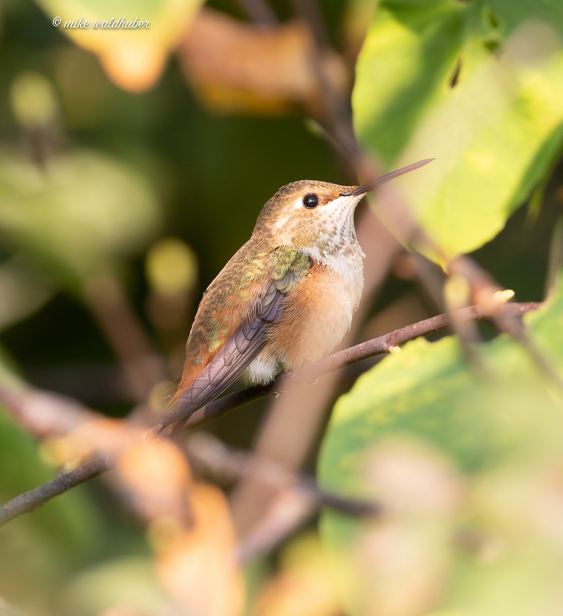 Rufous Hummingbird - ML641956678
