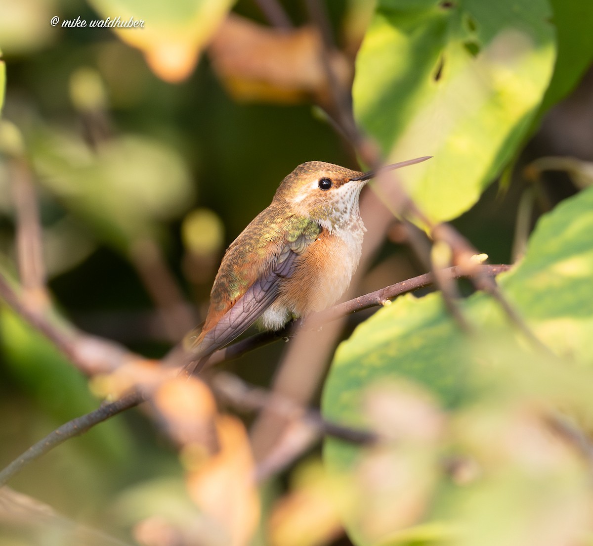 Rufous Hummingbird - ML641956679