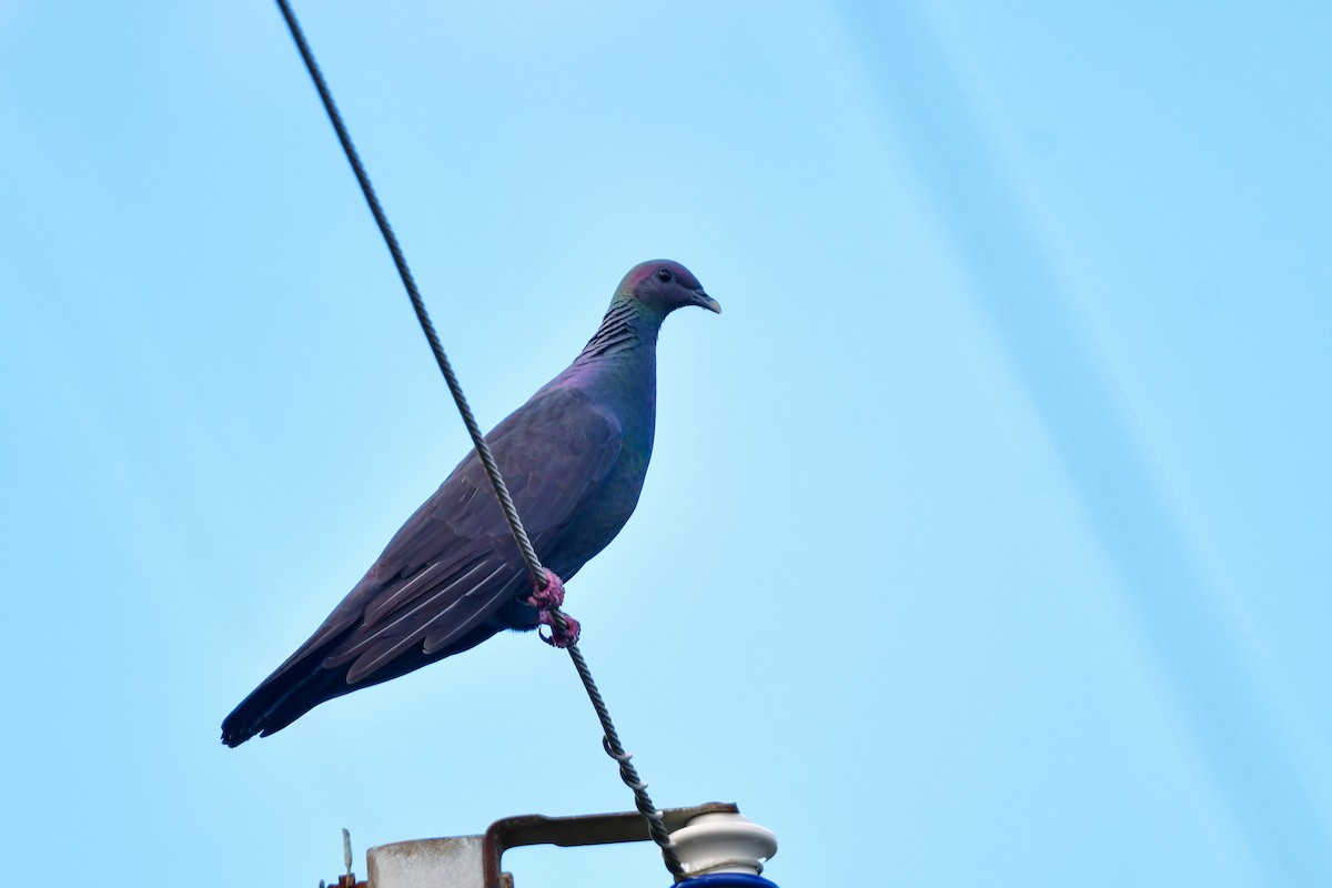 Black Wood-Pigeon - ML641956681