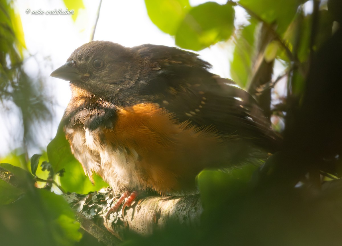 Spotted Towhee - ML641956682