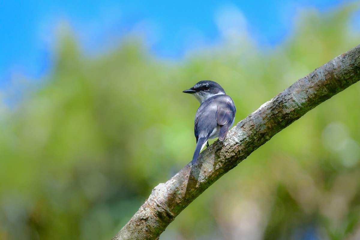 Ryukyu Minivet - ML641956690