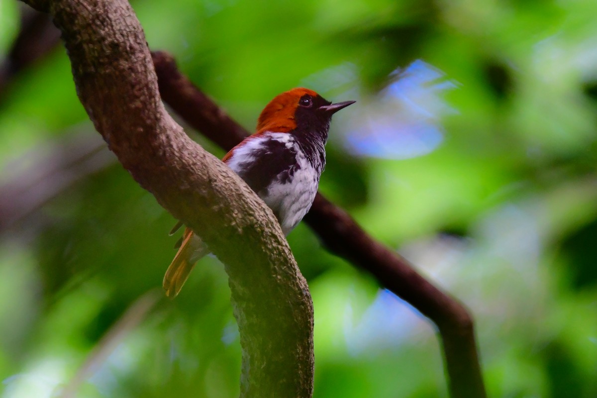 Ryukyu Robin - ML641956709
