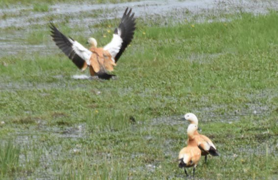 Ruddy Shelduck - ML641956722