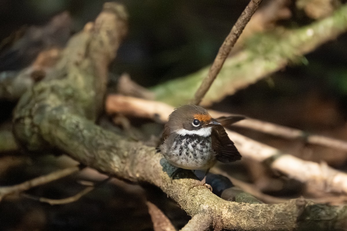 Australian Rufous Fantail - ML641956723