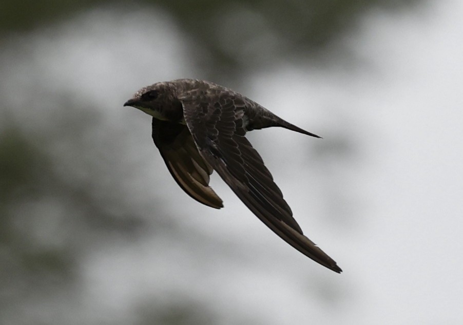 Alpine Swift - ML641956724