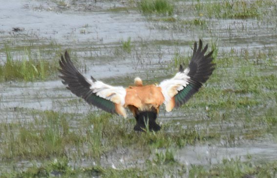 Ruddy Shelduck - ML641956737
