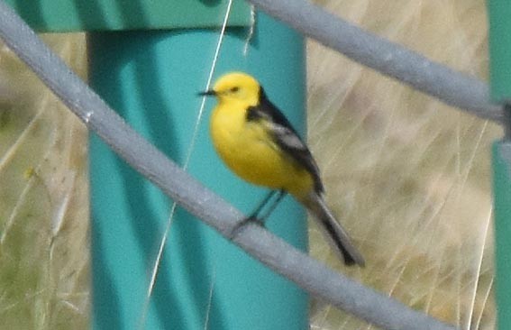 Citrine Wagtail - ML641956761