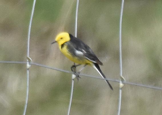 Citrine Wagtail - ML641956764