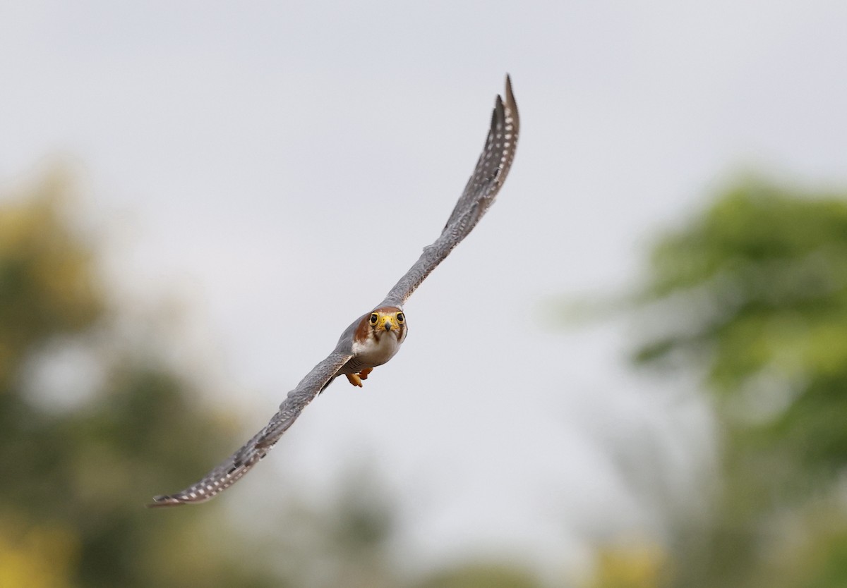 Red-necked Falcon - ML641956767