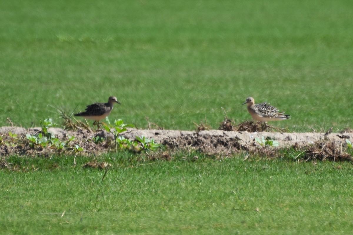 Piro piro fulvo - ML641956771