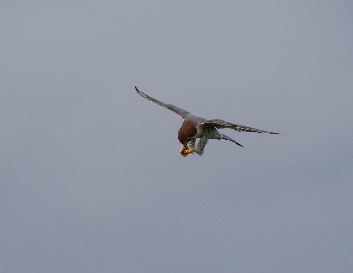 Red-necked Falcon - ML641956792