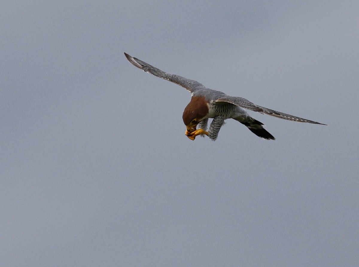 Red-necked Falcon - ML641956793
