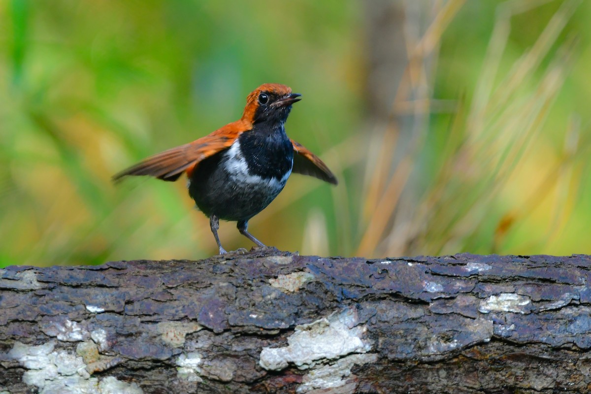 Okinawa Robin - ML641956795