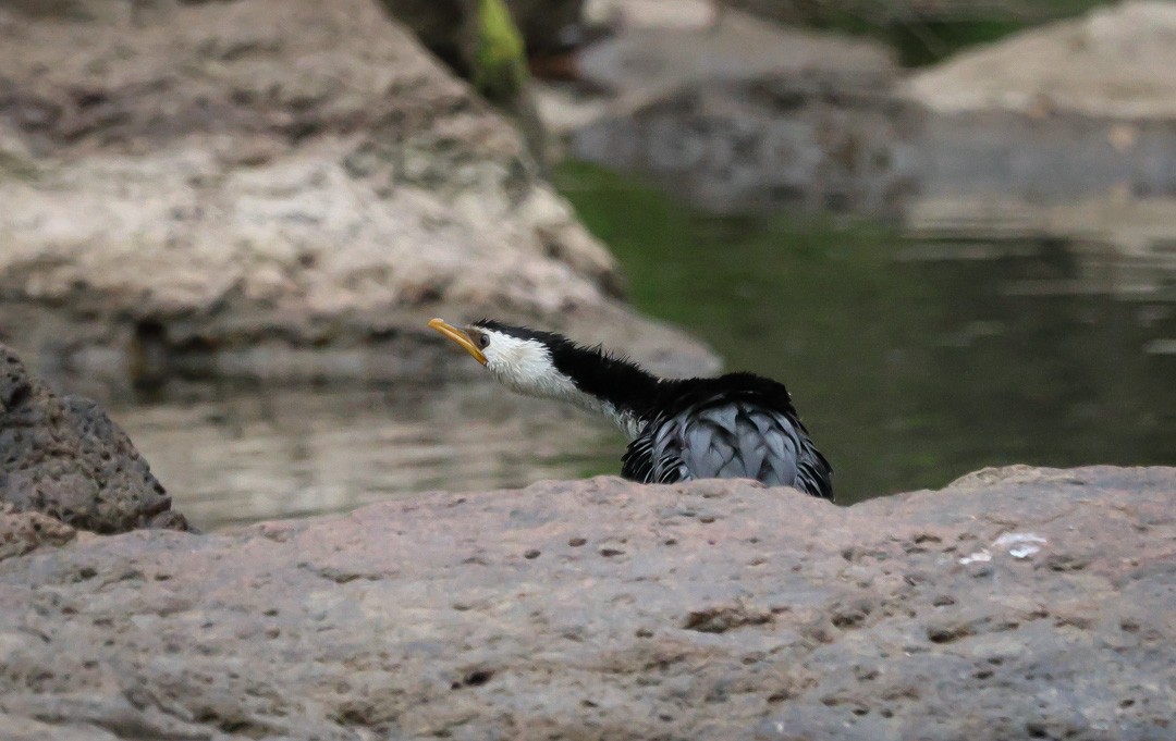 Little Pied Cormorant - ML641956799