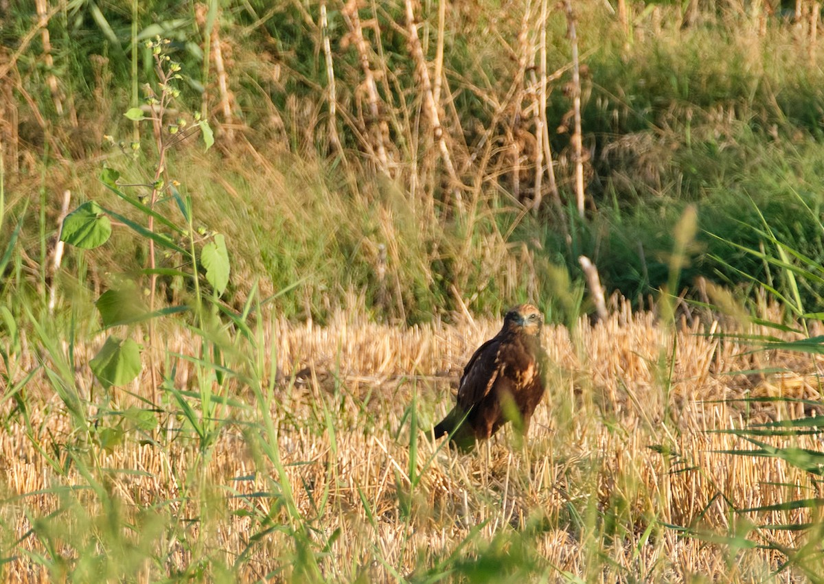 Falco di palude - ML641956803