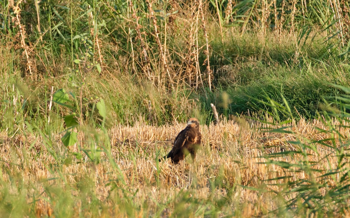 Falco di palude - ML641956804