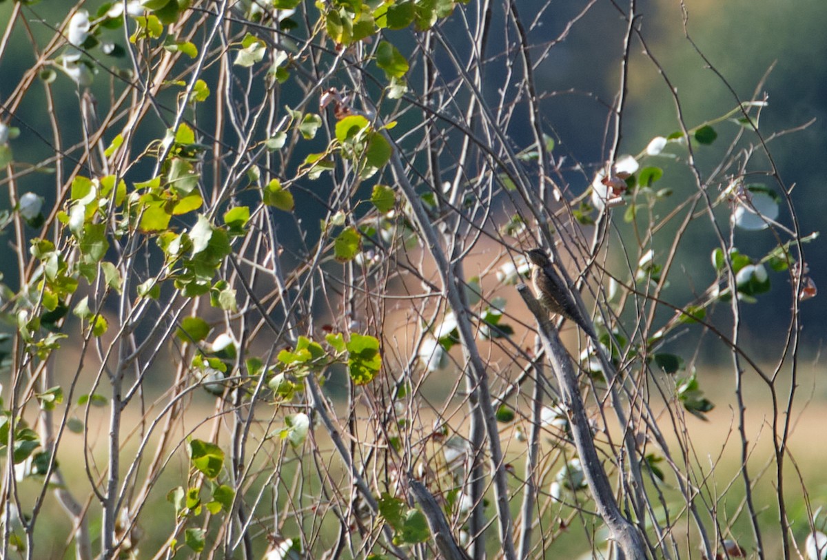 Torcicollo - ML641956806