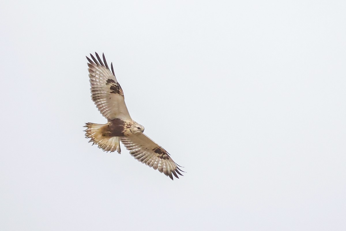 Poiana calzata - ML641956813