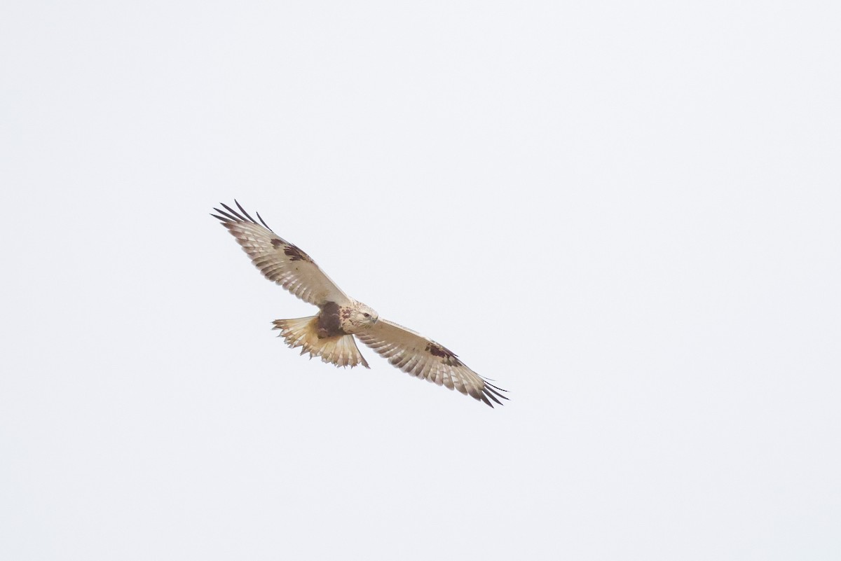 Poiana calzata - ML641956815