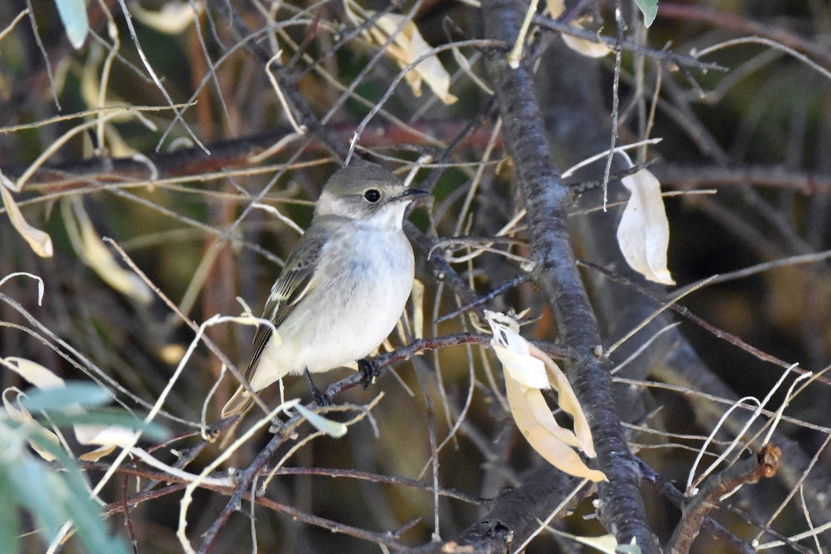 European Pied Flycatcher - ML641956840