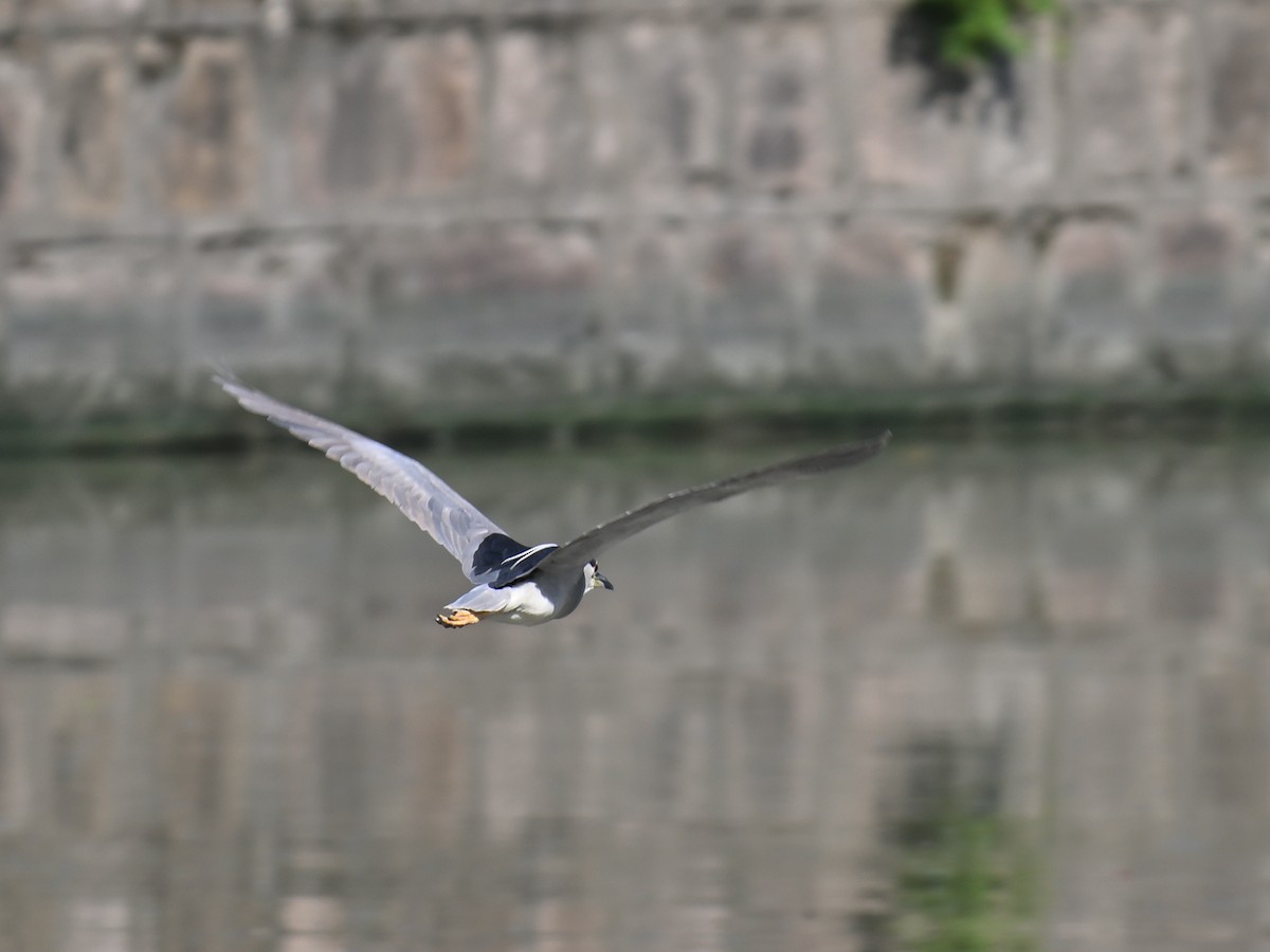 Black-crowned Night Heron - ML641956898