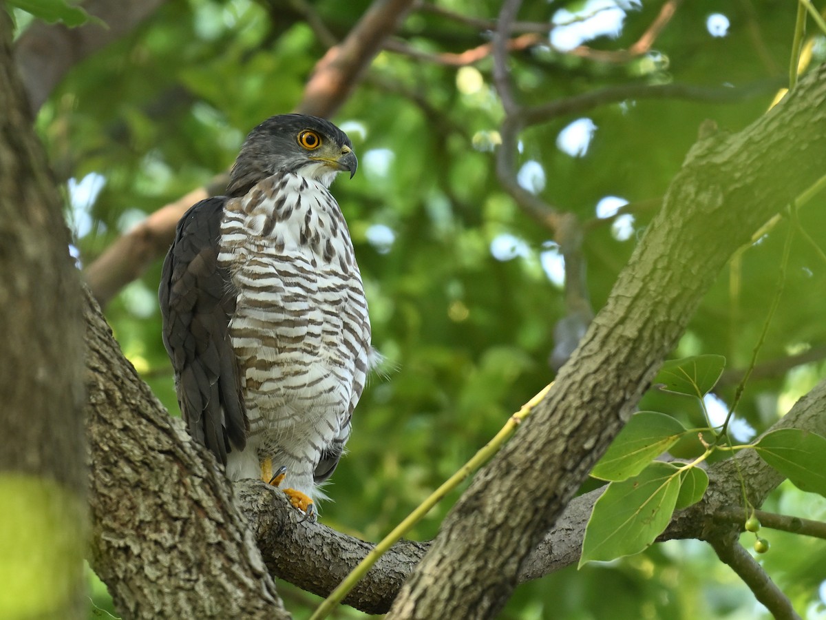 Crested Goshawk - ML641956901