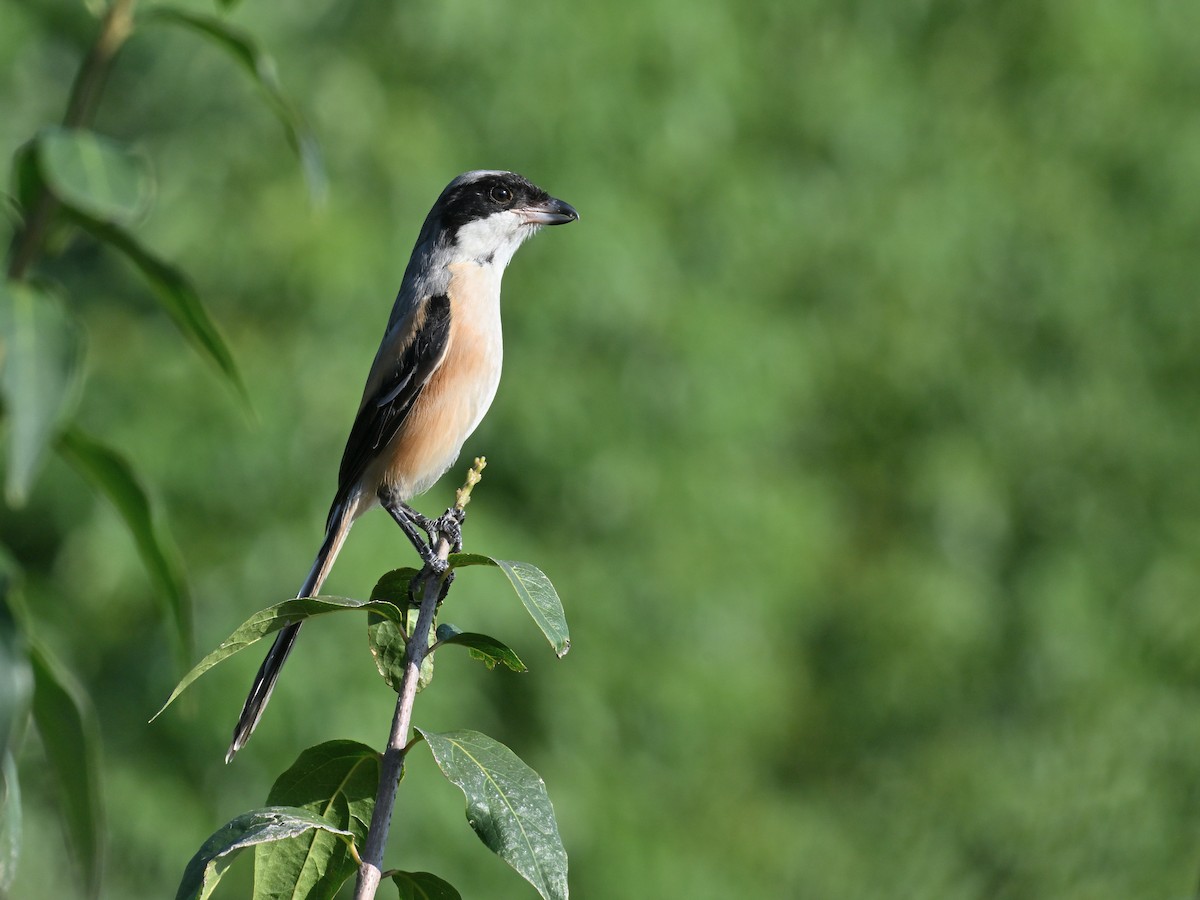Long-tailed Shrike - ML641956902