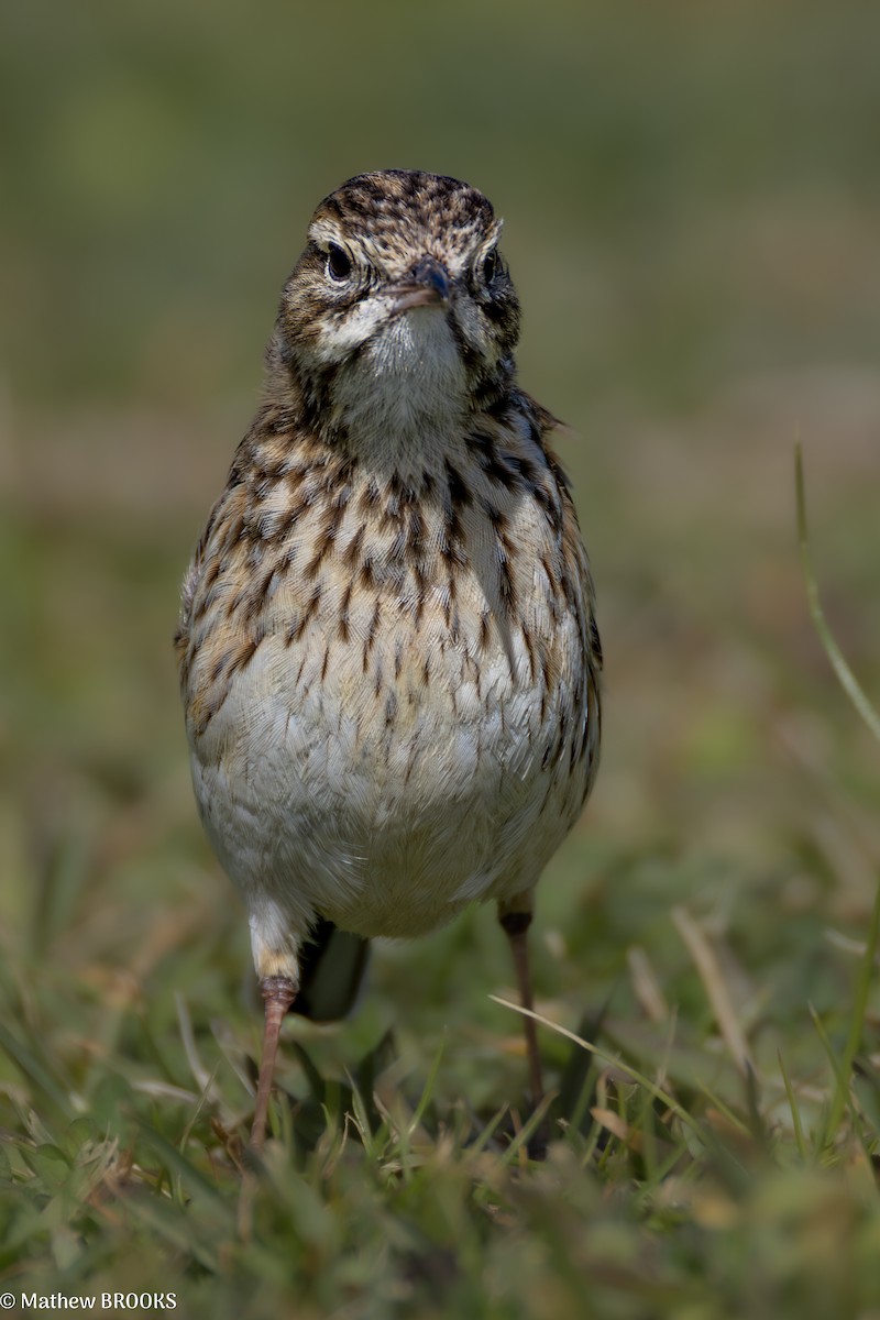 Australian Pipit - ML641956904