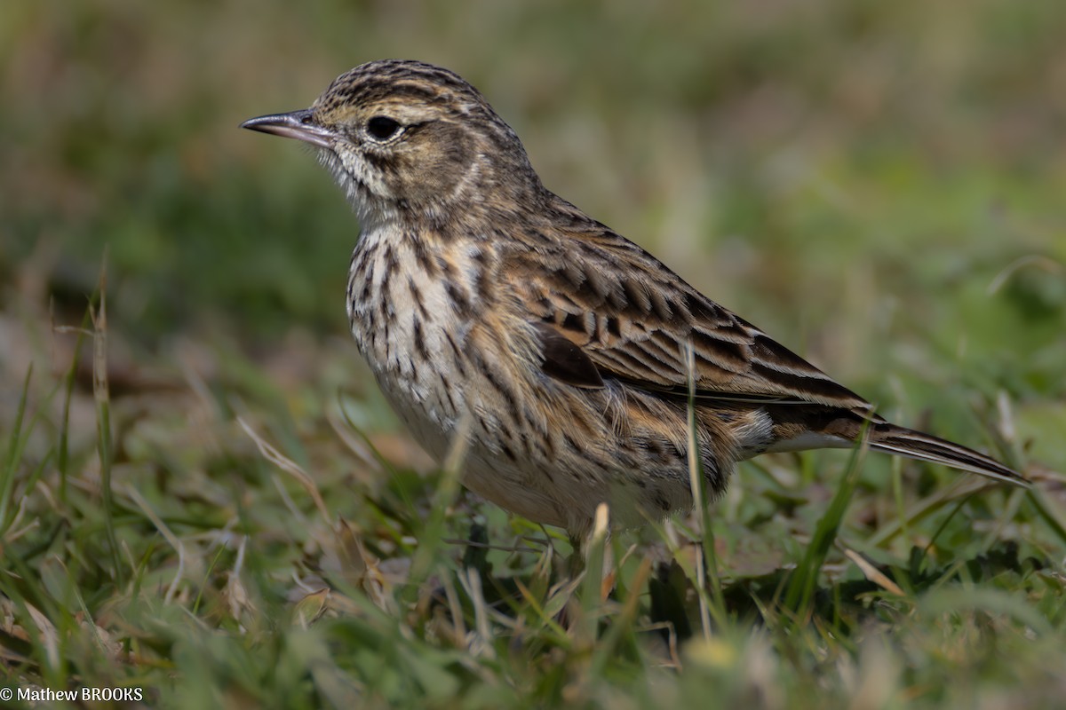 Australian Pipit - ML641956905