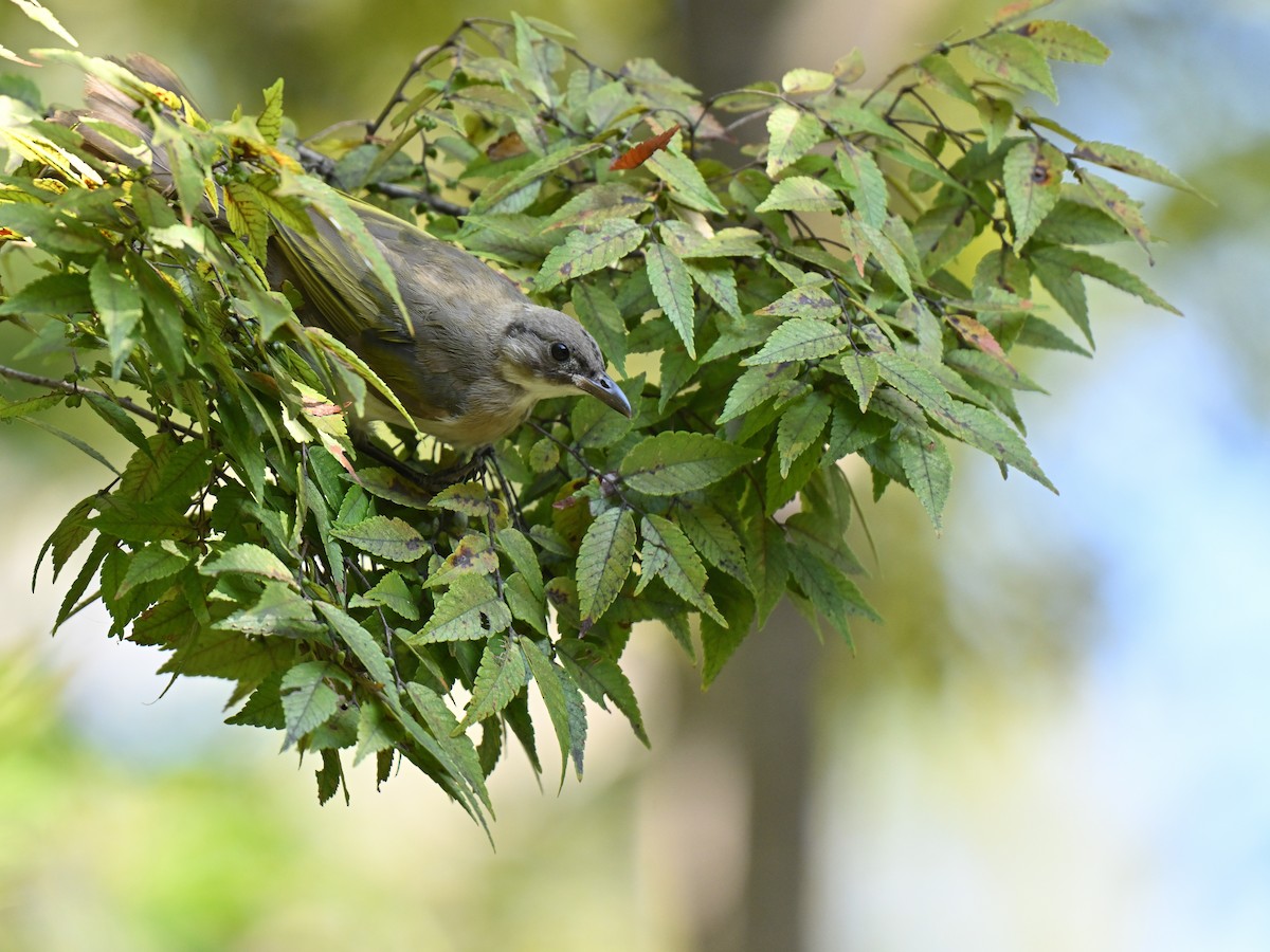 Light-vented Bulbul - ML641956906