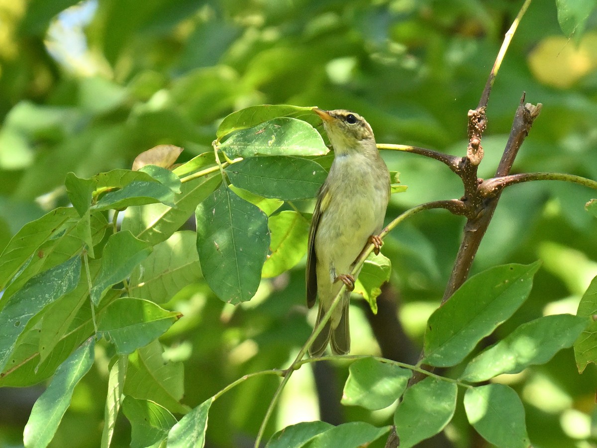Arctic Warbler - ML641956910
