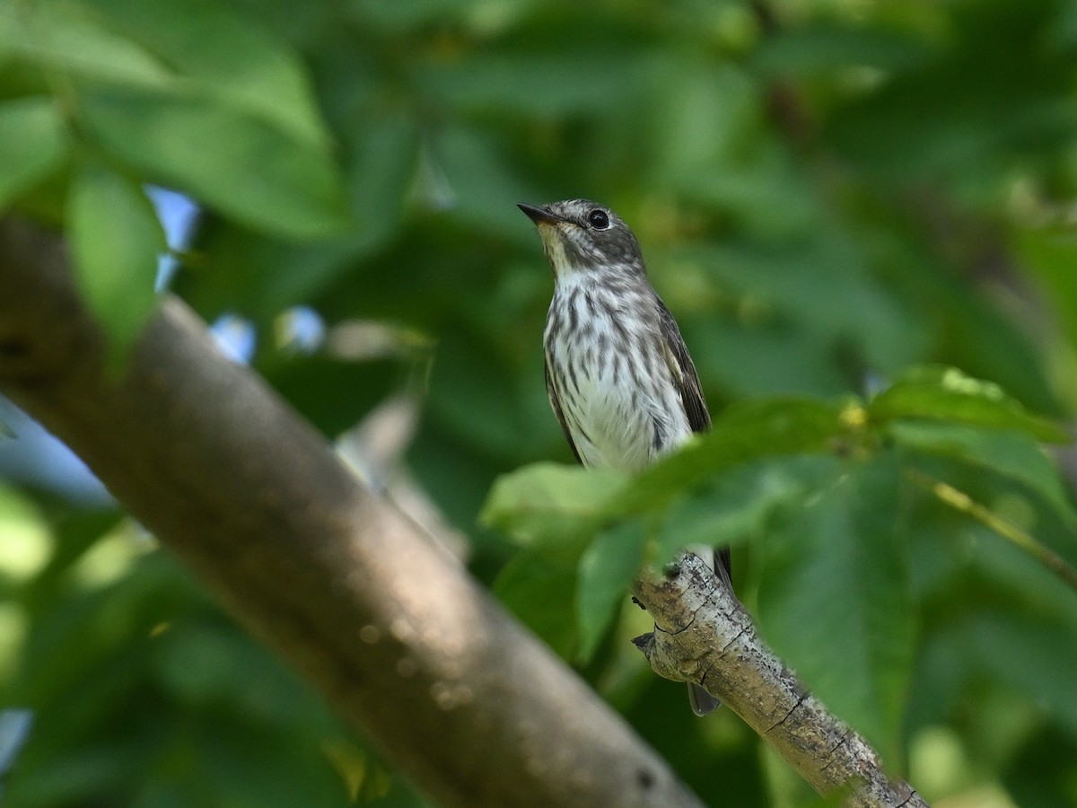 Gray-streaked Flycatcher - ML641956917