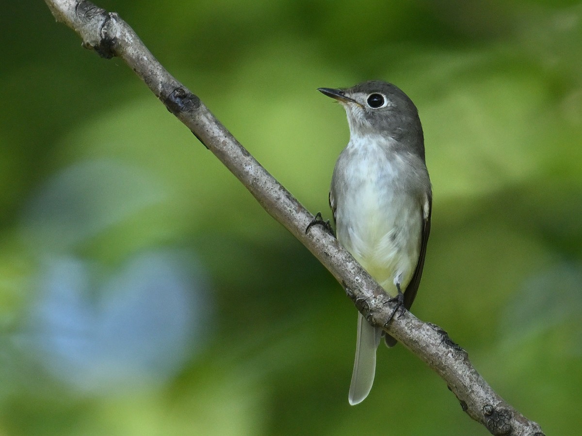 Asian Brown Flycatcher - ML641956924