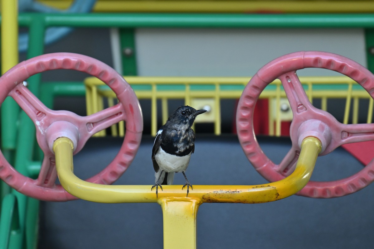 Oriental Magpie-Robin - ML641956926