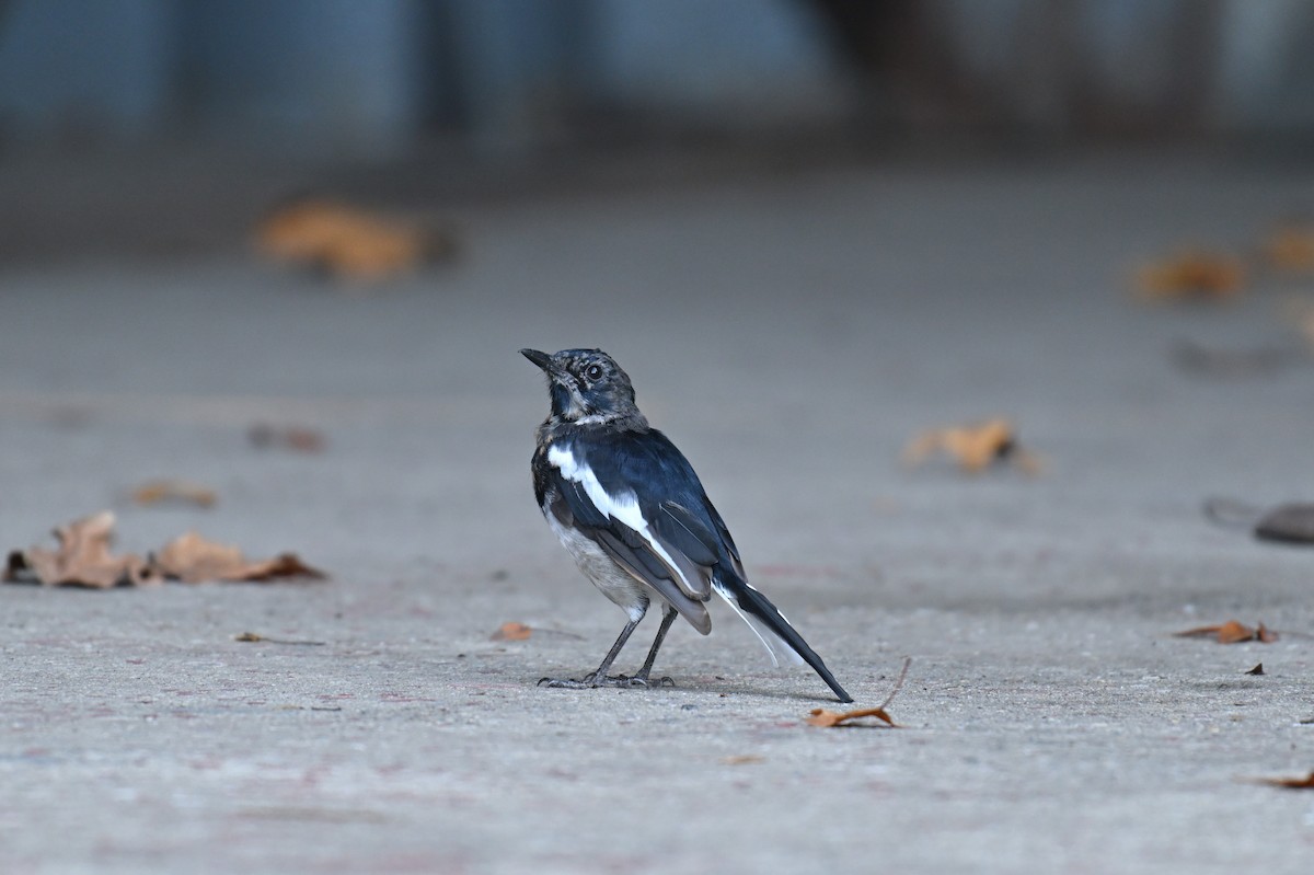 Oriental Magpie-Robin - ML641956928