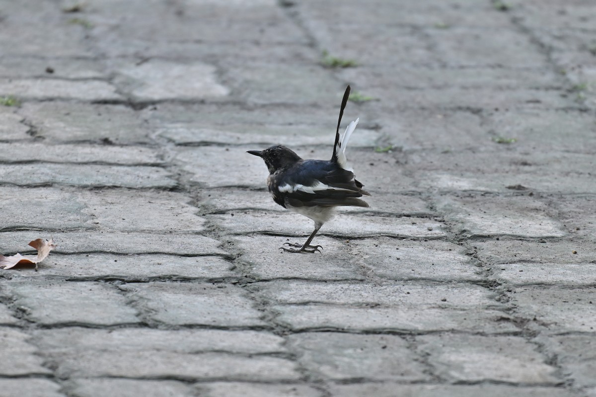 Oriental Magpie-Robin - ML641956929