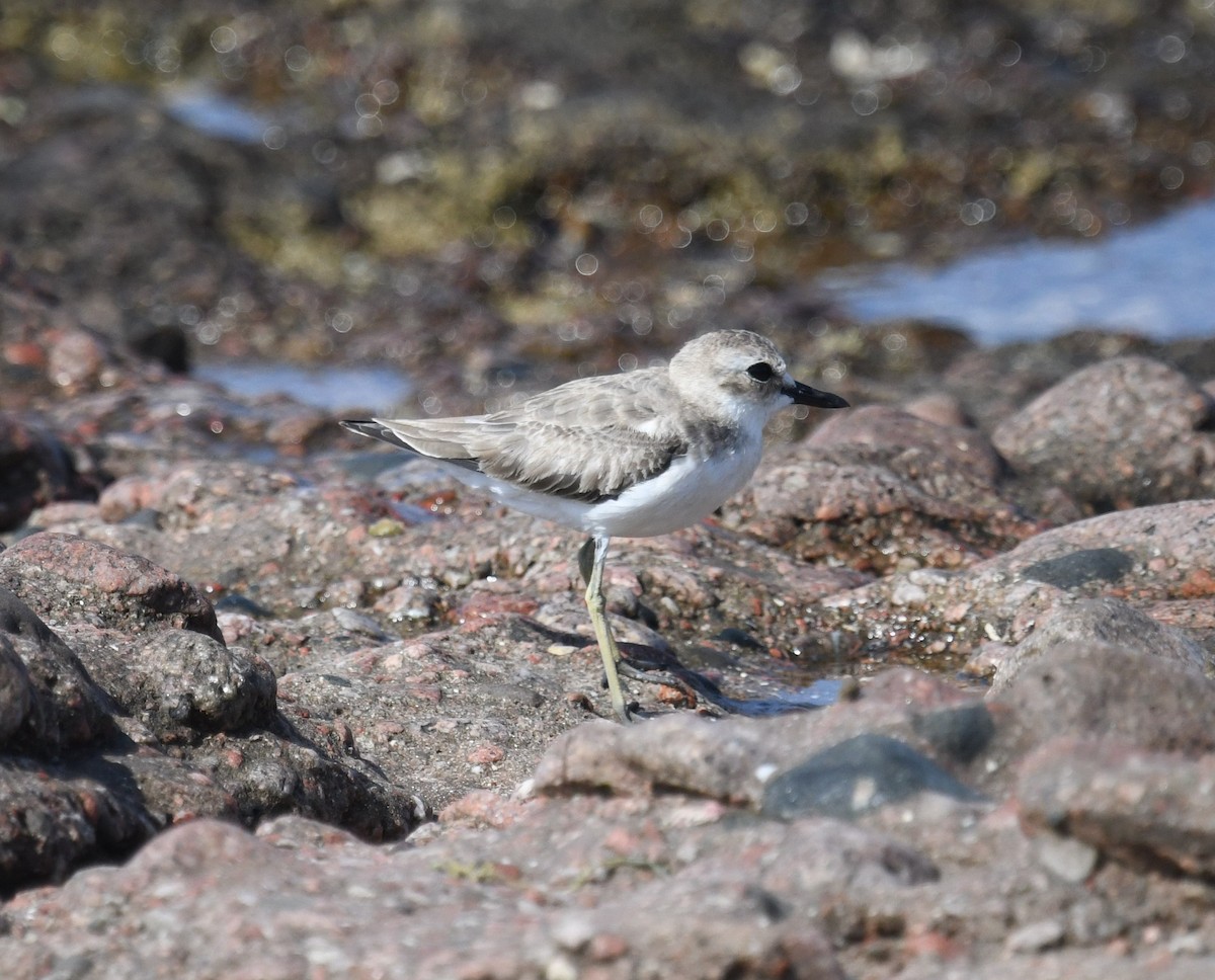 Greater Sand-Plover - ML641956935