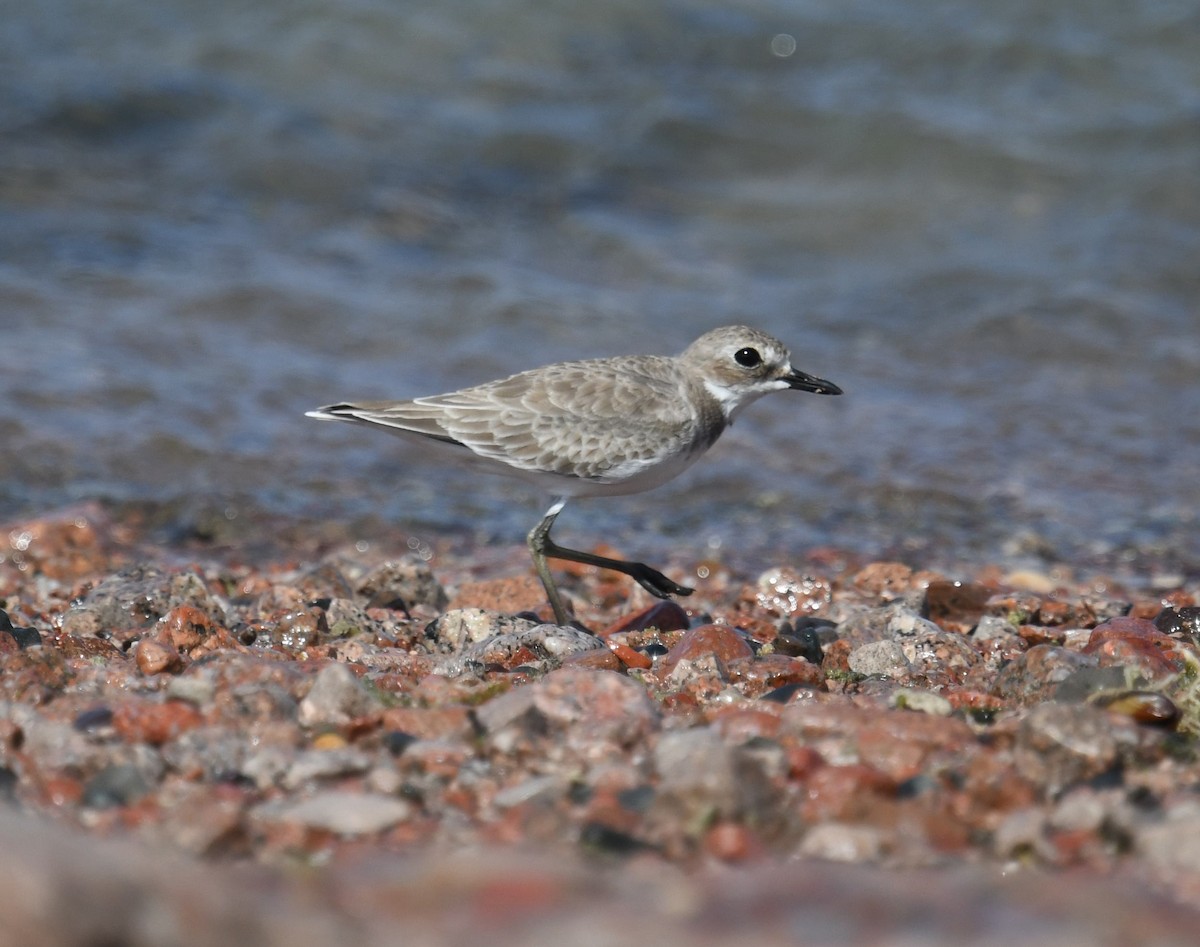Greater Sand-Plover - ML641956936