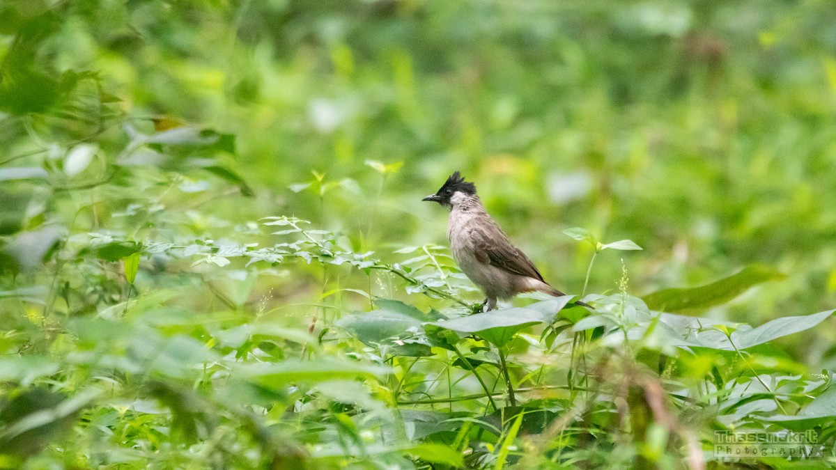 Bulbul Ventridorado - ML641956941