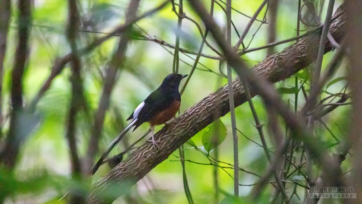 White-rumped Shama - ML641956945