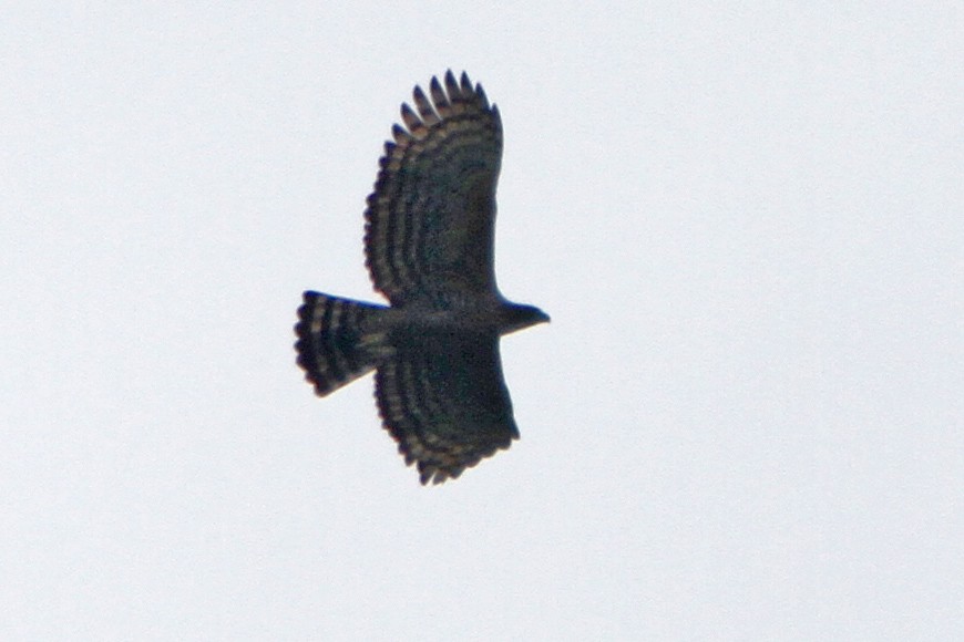 Legge's Hawk-Eagle - ML641956953