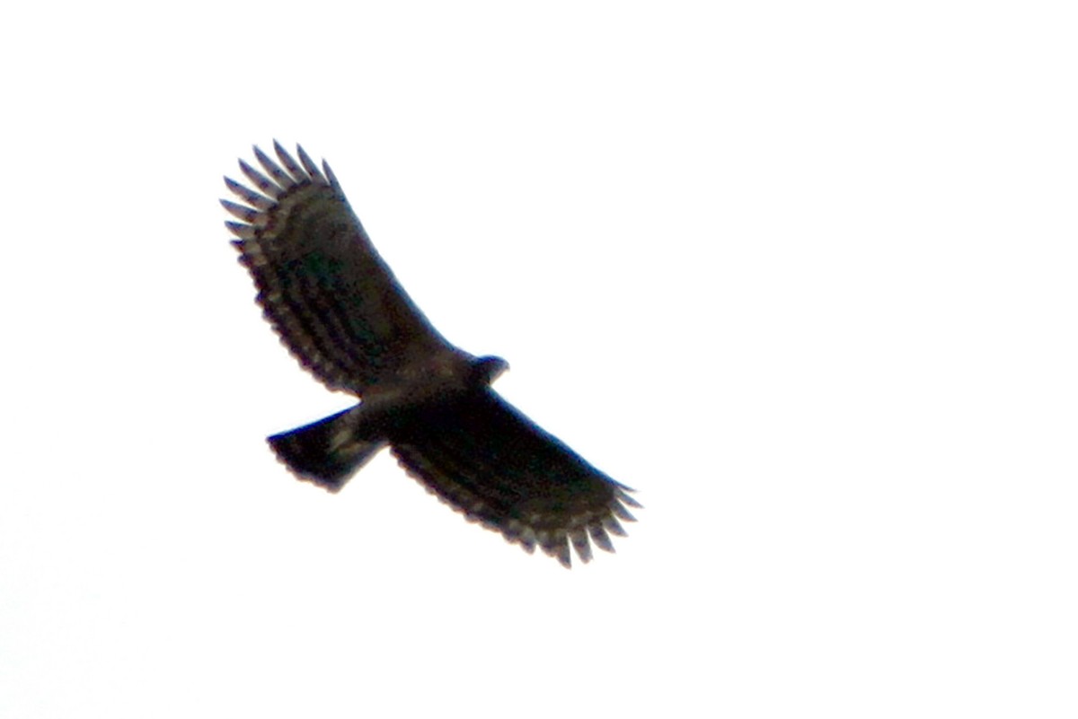 Legge's Hawk-Eagle - ML641956954