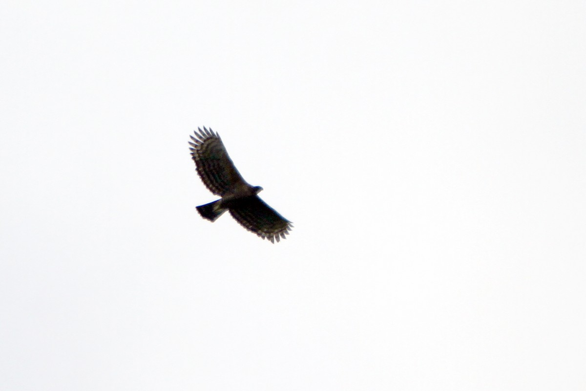 Legge's Hawk-Eagle - ML641956955