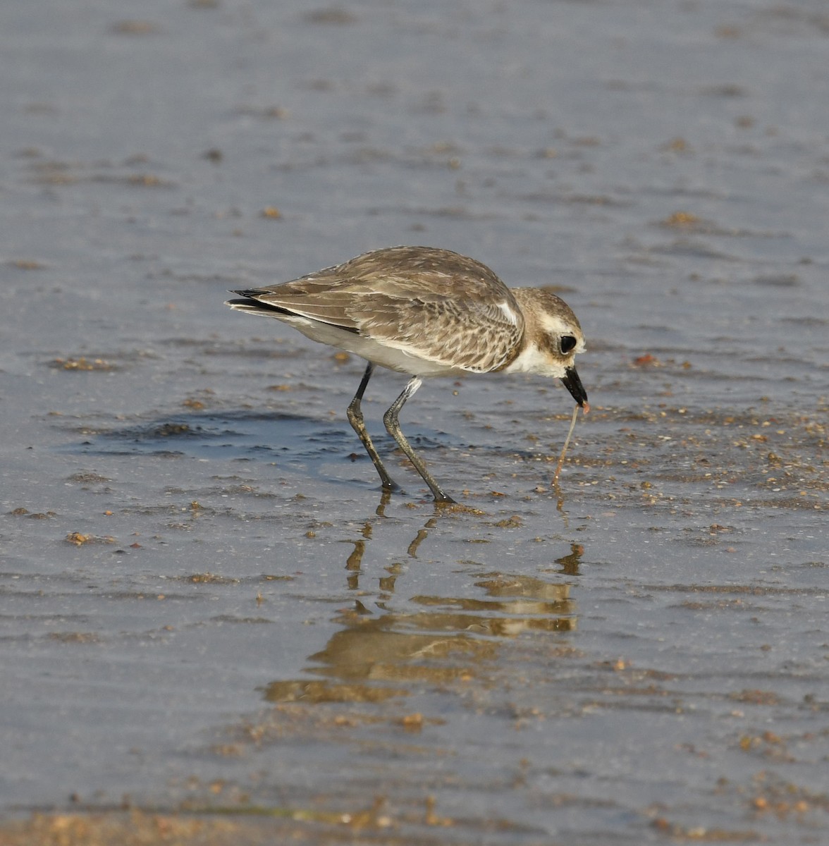 Greater Sand-Plover - ML641956959
