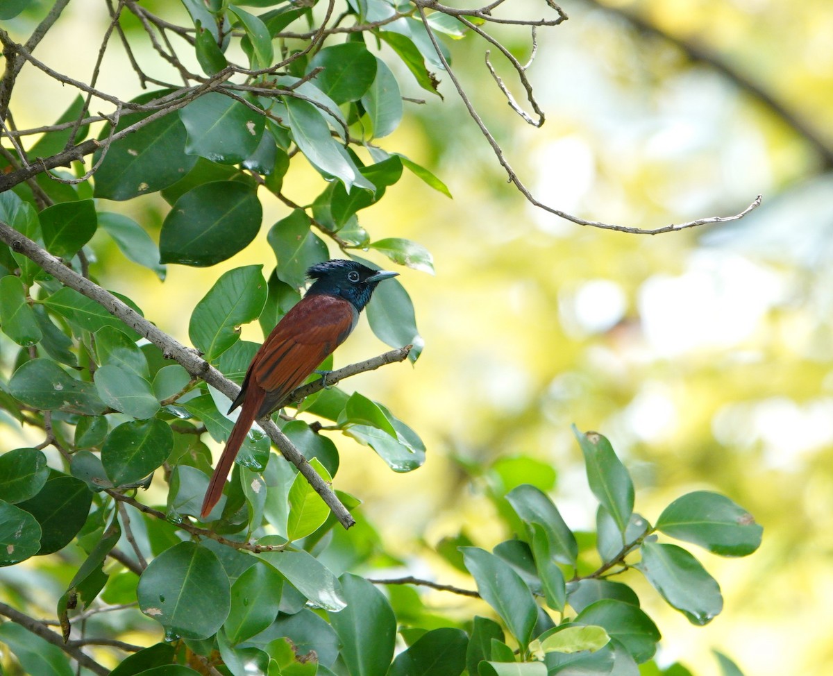 Amur Paradise-Flycatcher - ML641956968