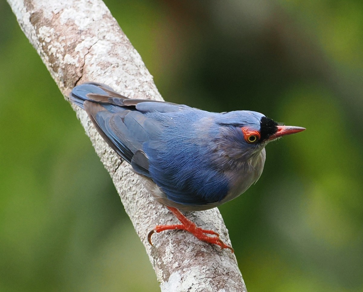 Velvet-fronted Nuthatch - ML641956983